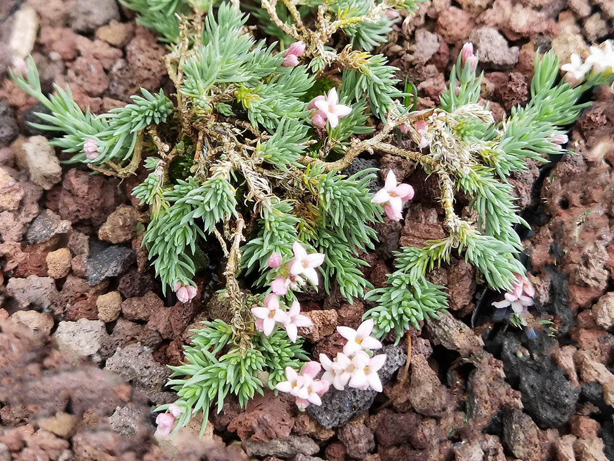 Asperula boissierii 1